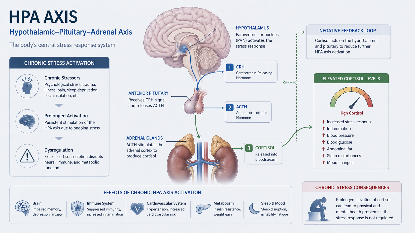 HPA axis stress response in depression symptoms