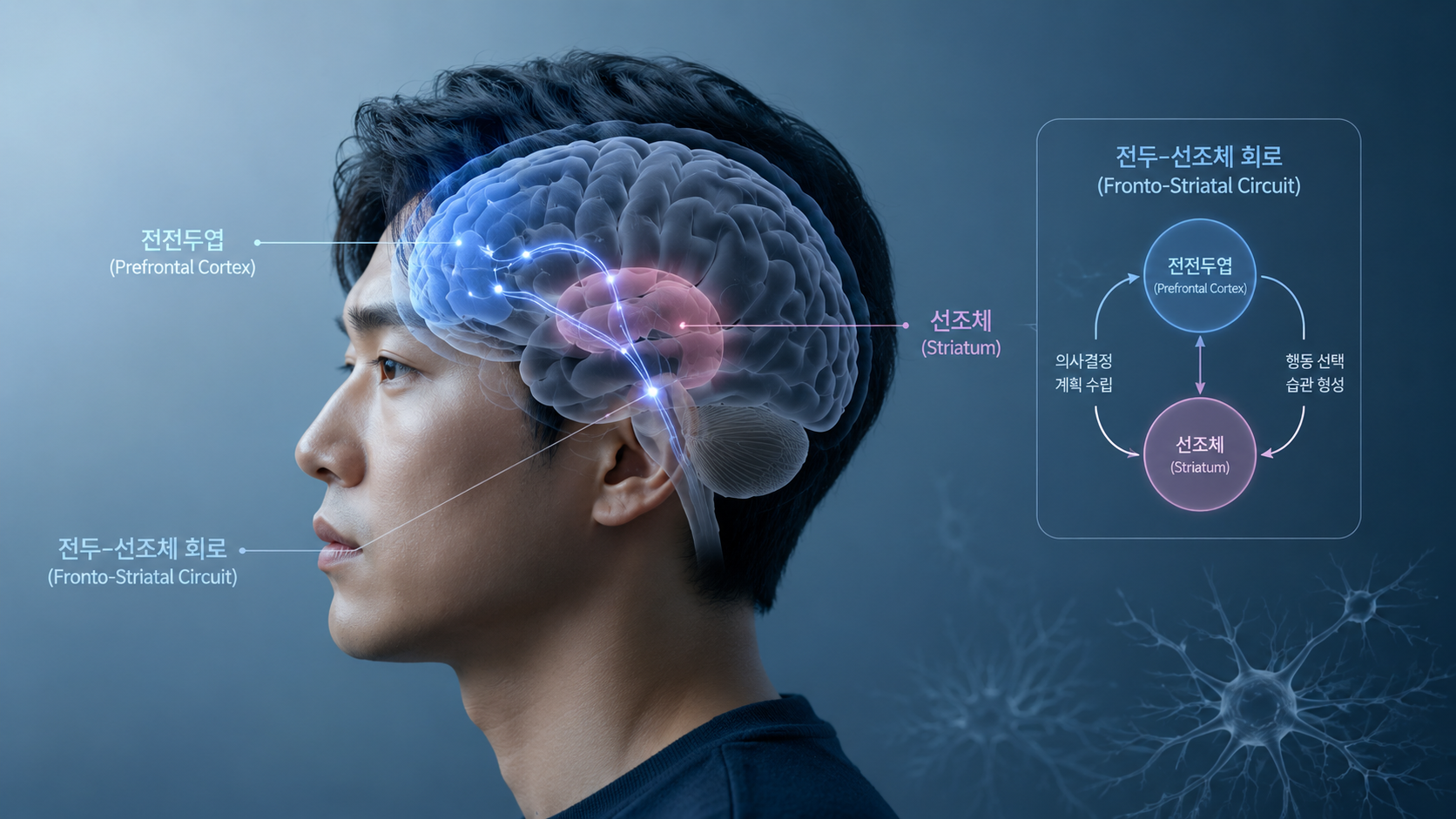 ADHD 전전두엽 신경회로