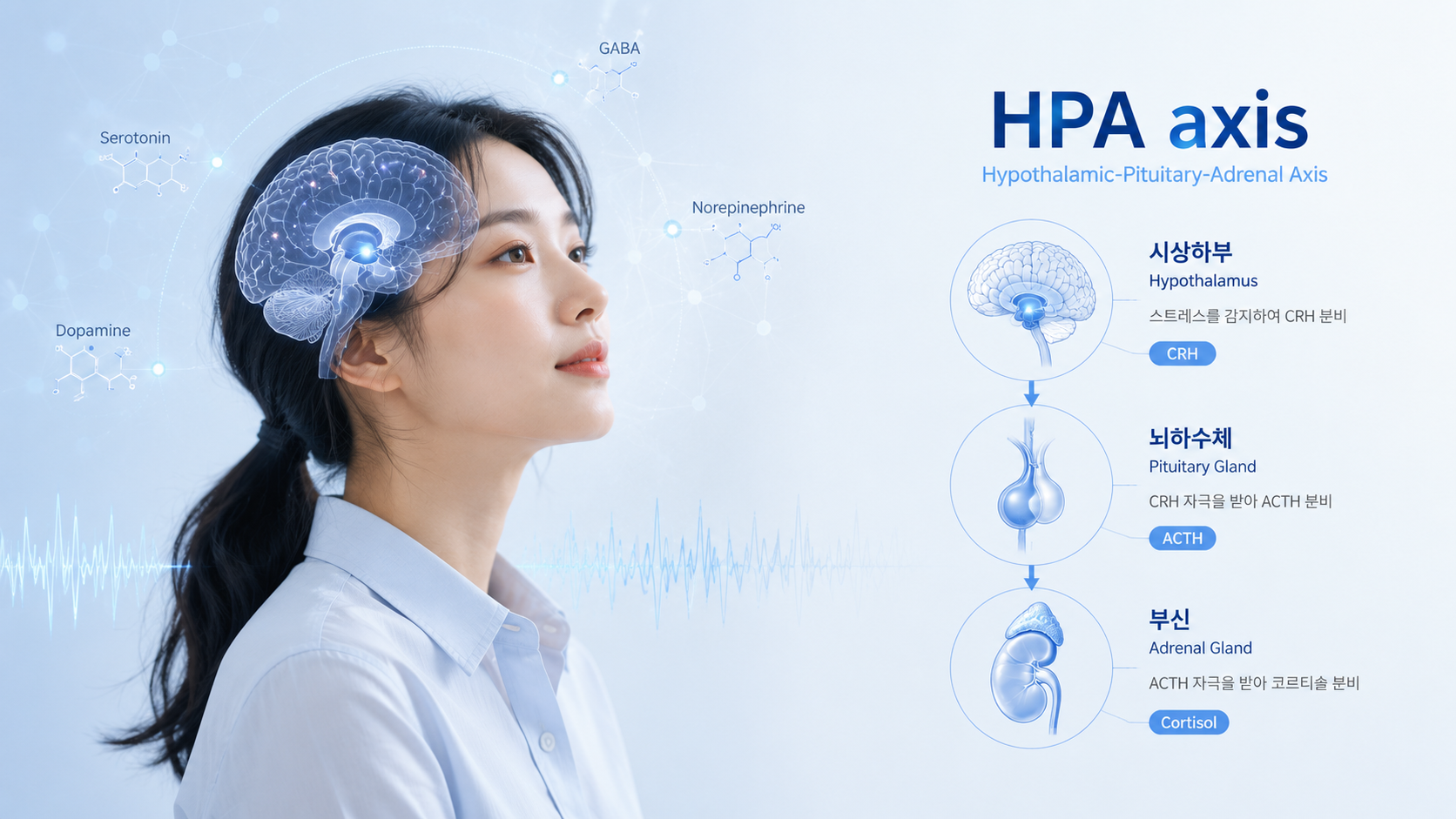우울증 원인 스트레스와 HPA axis 신경 반응을 표현한 이미지