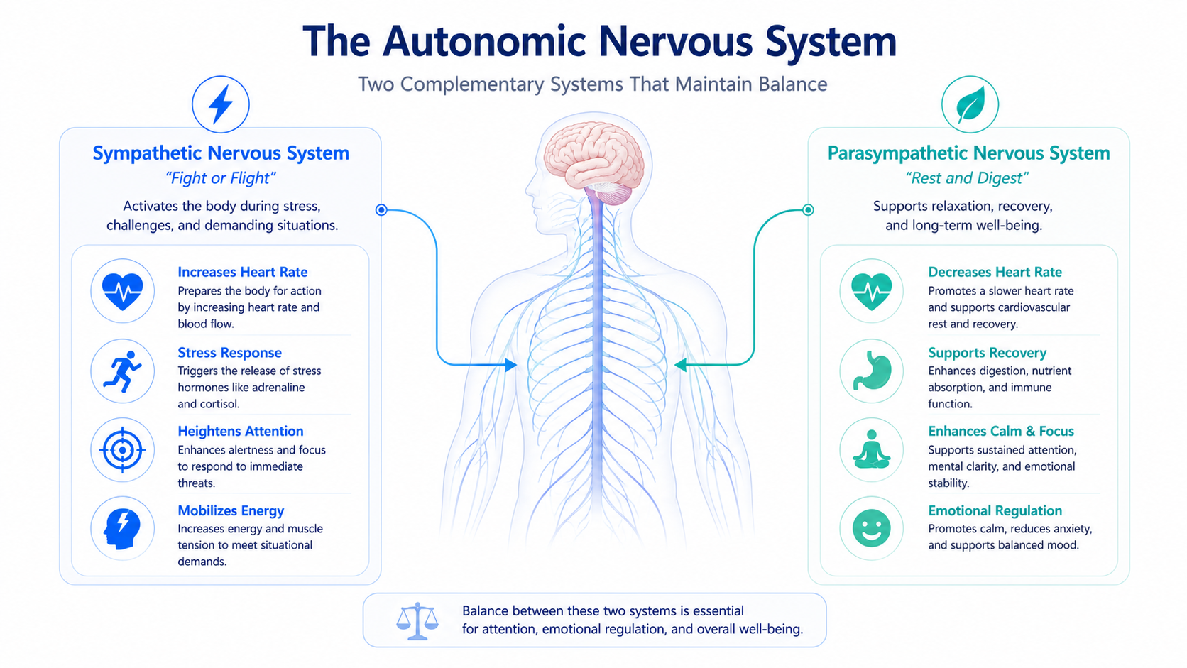 ADHD neurodevelopment stress response and autonomic nervous system regulation