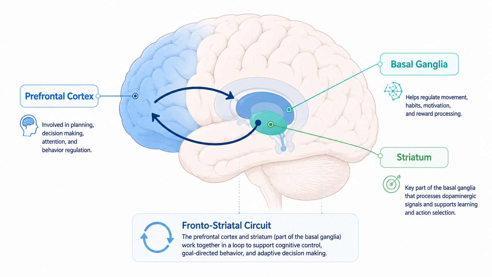 ADHD neurodevelopment prefrontal cortex and fronto-striatal circuits
