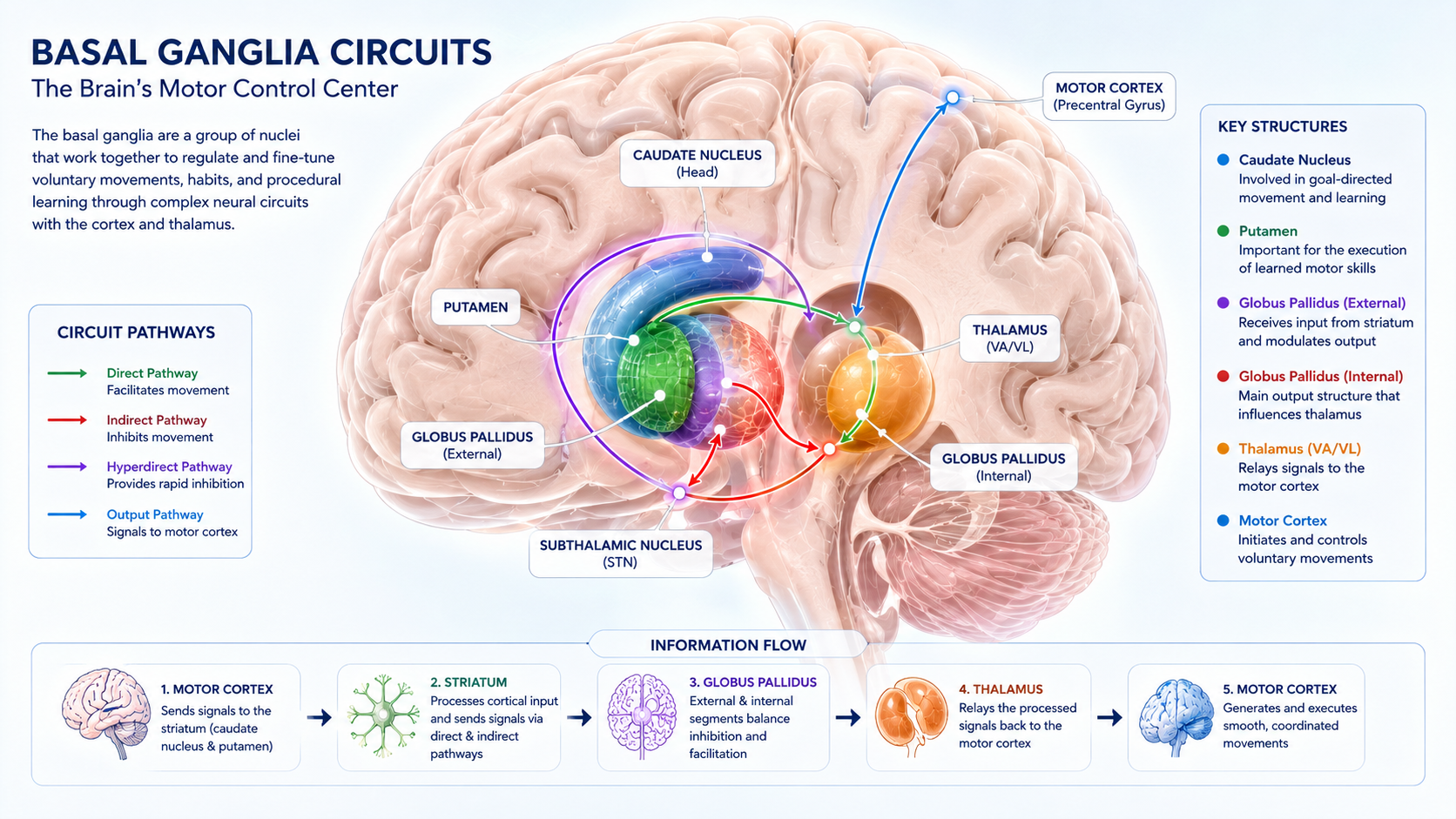 tic disorder basal ganglia anatomical diagram of brain circuits