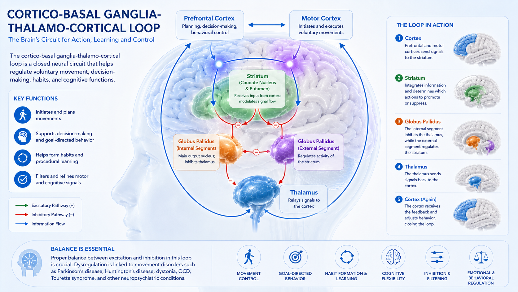 tic disorder basal ganglia cortico basal ganglia thalamo cortical circuit