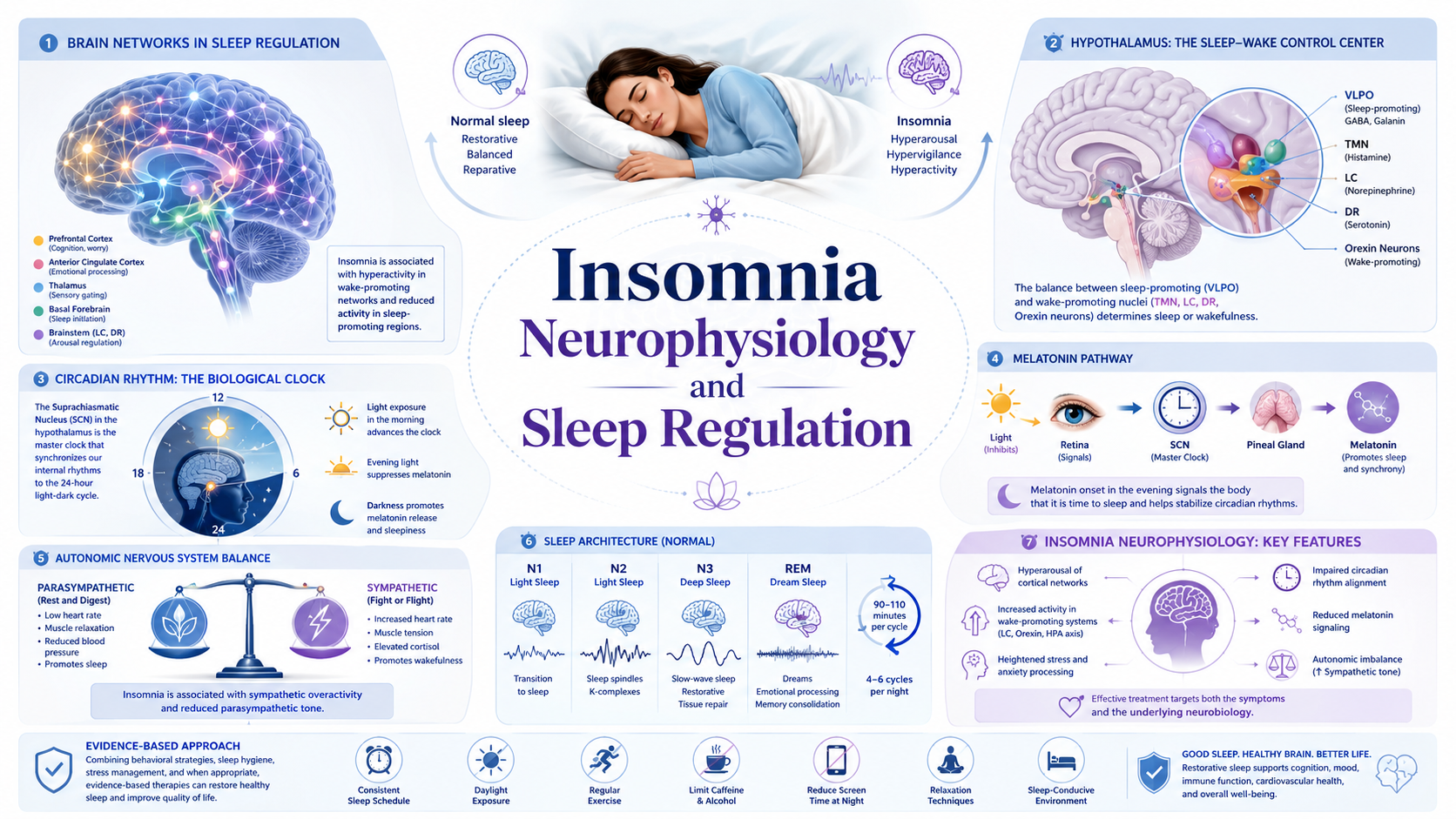 Insomnia Neurophysiology: 7 Mechanisms of Sleep Regulation and Arousal