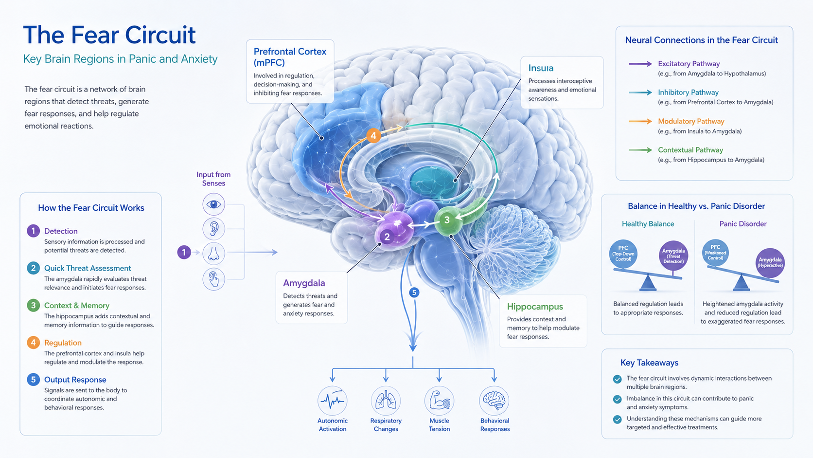 panic disorder neurobiology showing the amygdala and fear circuit
