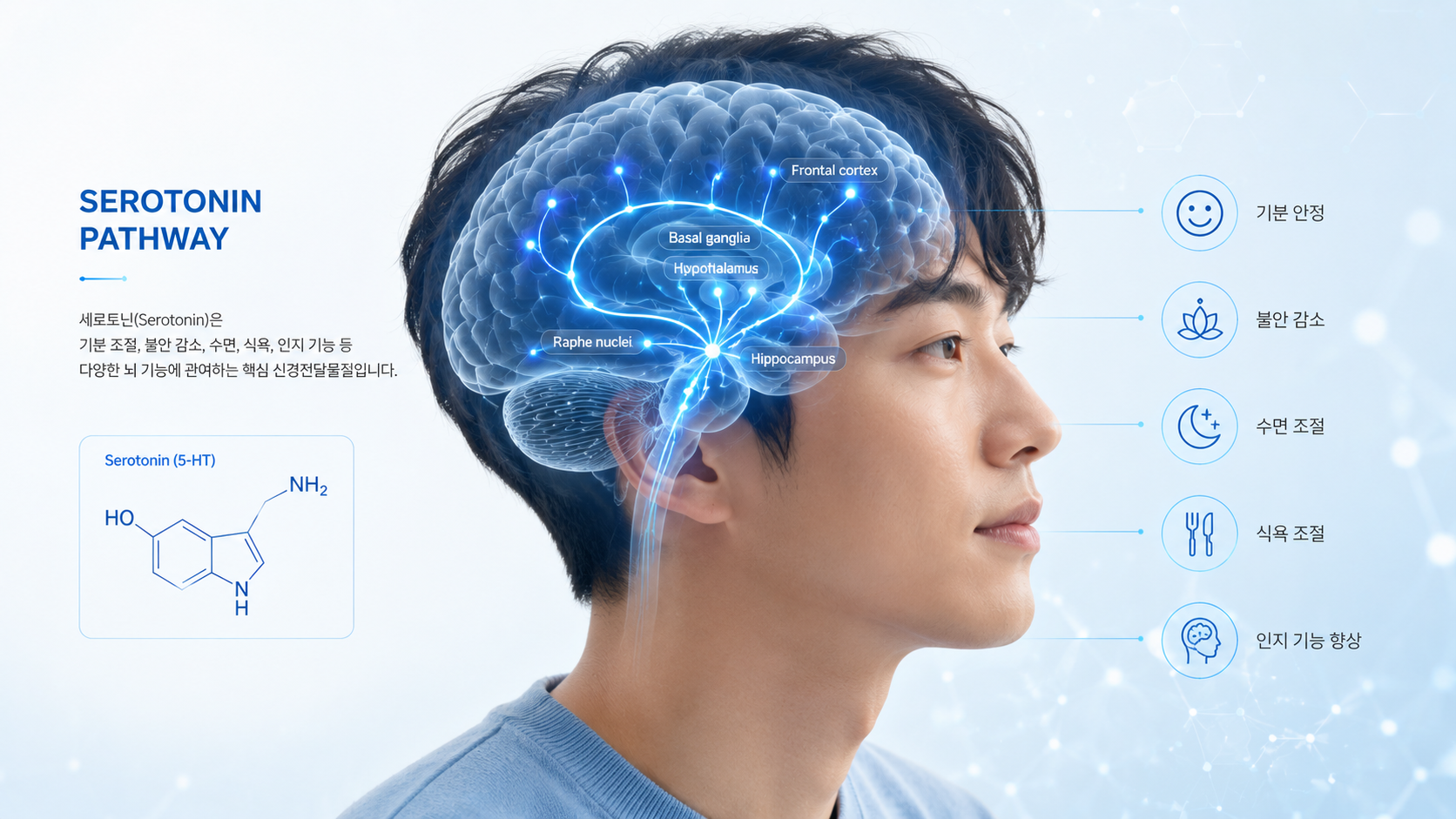 우울증 신경기전 중 세로토닌 신경전달 시스템을 설명하는 이미지