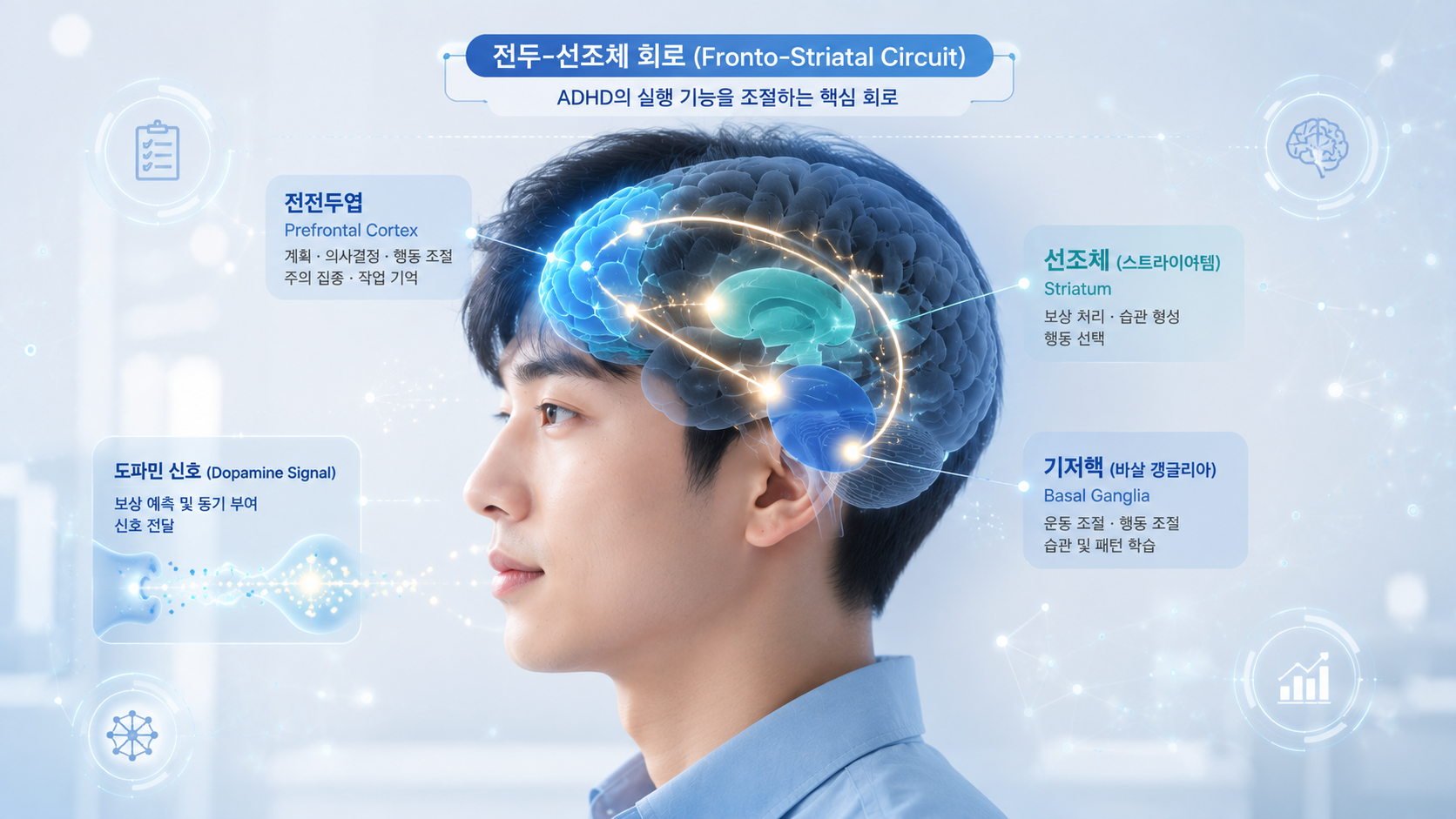 전전두엽과 선조체 및 기저핵을 연결하는 ADHD 전두-선조체 신경회로
