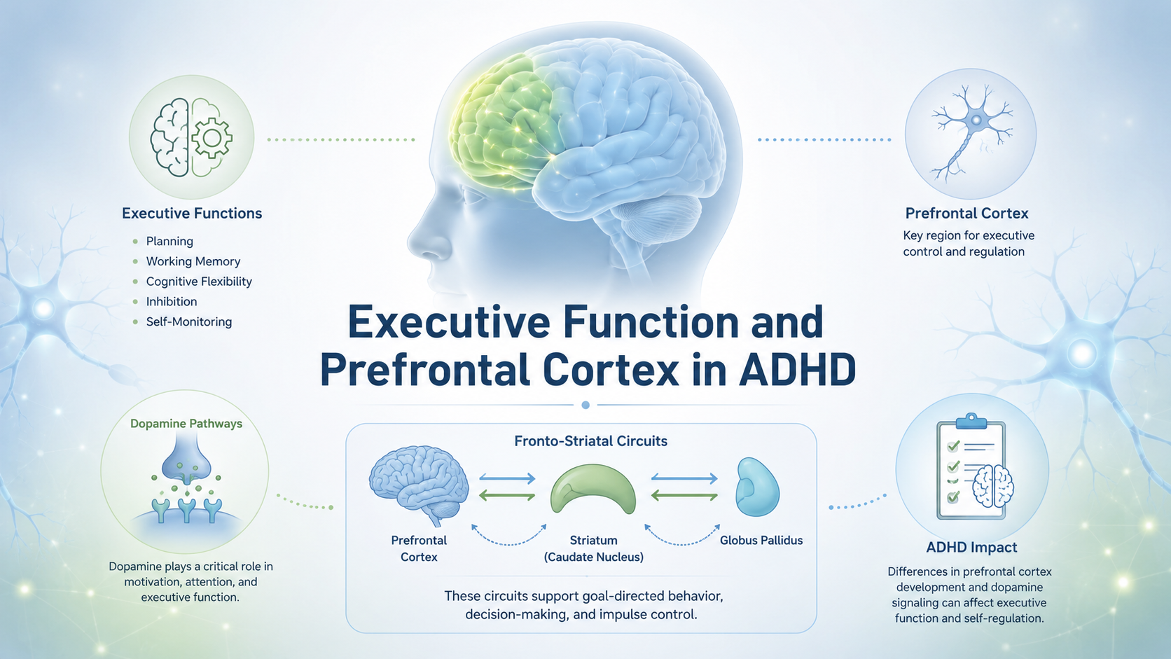 Executive Function and Prefrontal Cortex in ADHD