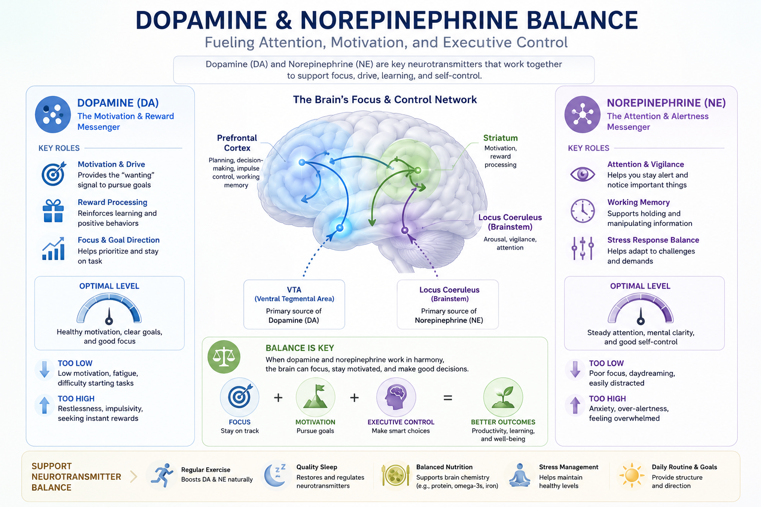 Role of dopamine and norepinephrine in ADHD executive function