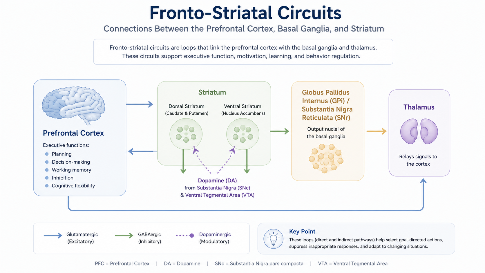 Fronto-striatal brain circuits involved in ADHD executive function