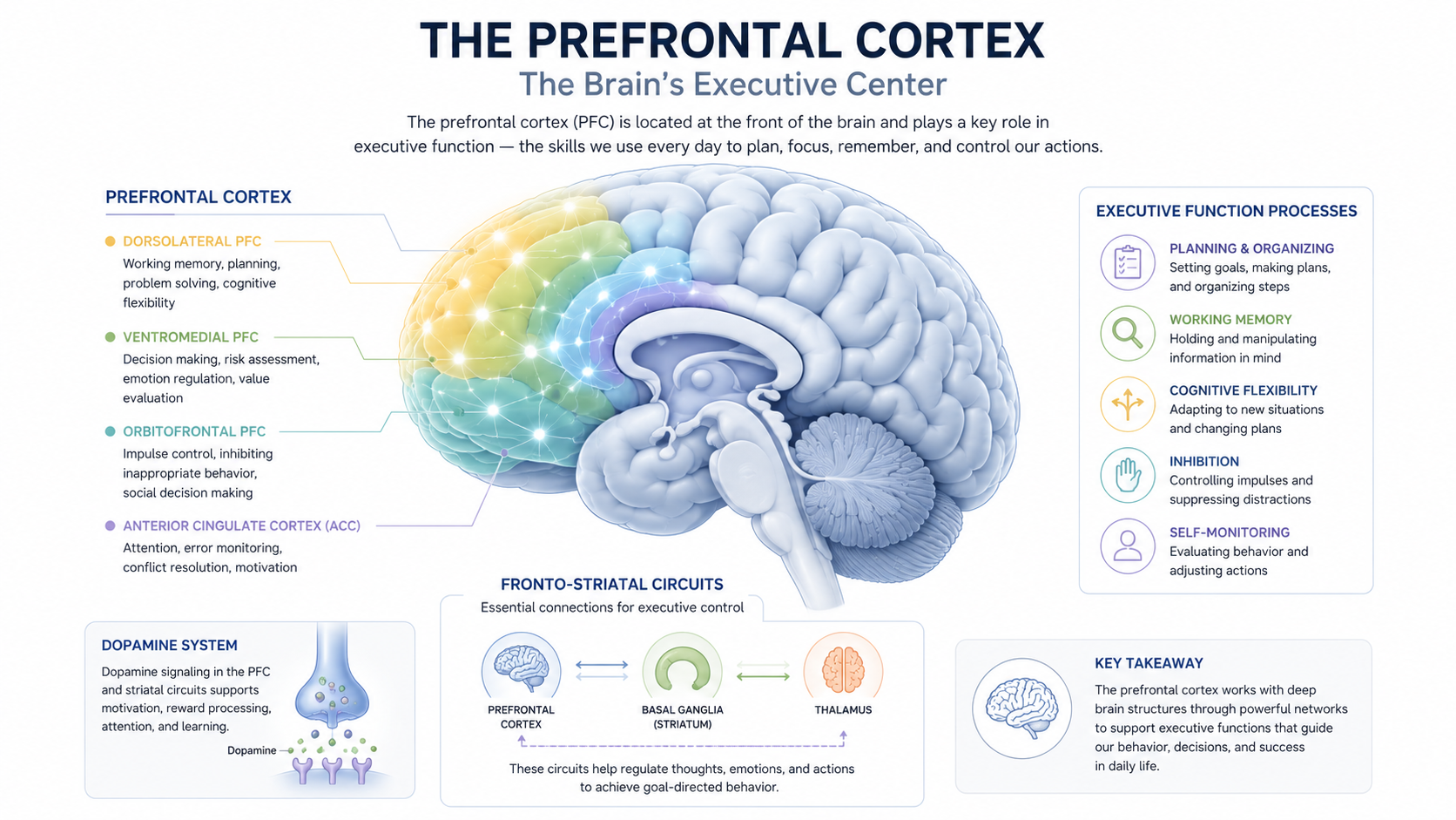 Prefrontal cortex highlighted as the center of executive function in ADHD